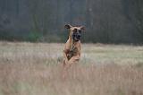 DOGUE ALLEMAND 686